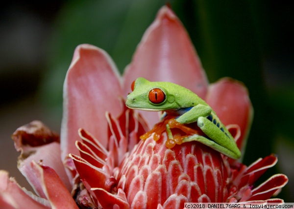 RANA DE OJOS ROJOS
El nombre científico significa “ninfa de los bosques”. Debido a su increíble coloración, es una de las ranas más hermosas del mundo.
