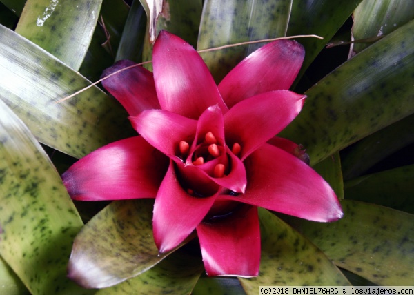 BROMELIA
Las selvas de Costa Rica son el hogar de una variedad de plantas epifitas, de las cuales se destacan las bromelias.
