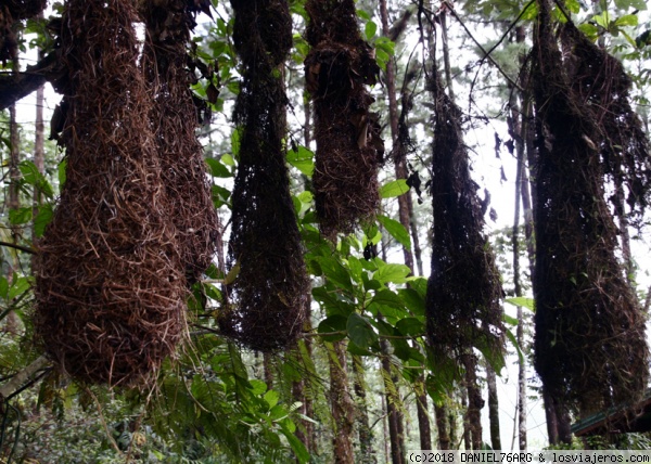 OROPENDOLA
Los nidos de oropéndolas miden de 80 a 180 cm. Un macho dominante corteja a las 30 hembras que tiene en promedio cada colonia. Escuchar su canto, otra delicia.

