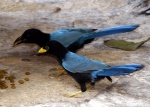 Extraños pájaros azules