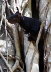 ARDILLA NEGRA
ARDILLA, NEGRA, Parque, Museo, Venta, Villahermosa, Tabasco