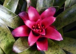 BROMELIA