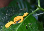 BOCARA
BOCARA, Simulando, atractiva, flor, esta, bocará, víbora, pestaña, espera, siguiente, víctima