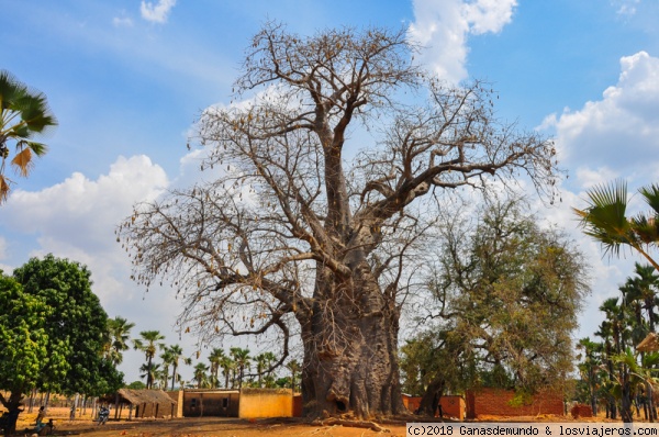 Baobab sagrado
Baobab sagrado
