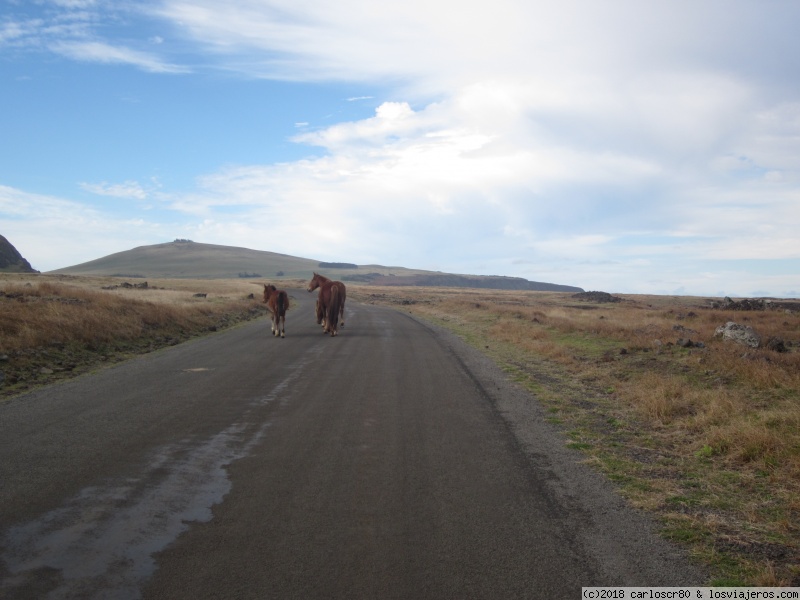 Isla de Pascua, en bicicleta y a pie - Blogs de Chile - Día 3: Ruta en bici llegando a las playas de Anakena y Ovahe. (3)