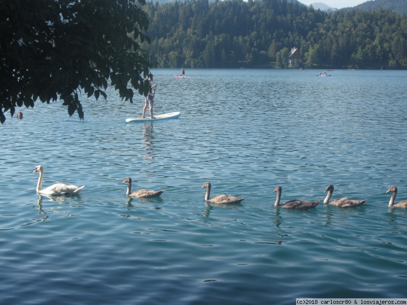 6 días en Eslovenia: Alpes Julianos y Ljubliana - Blogs de Eslovenia - Día 3: Lago Bled. (4)