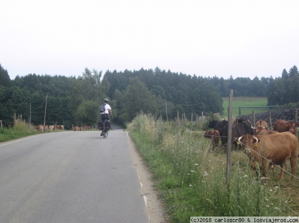 Cow watching
Cow watching
