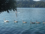Lago Bled
Lago, Bled