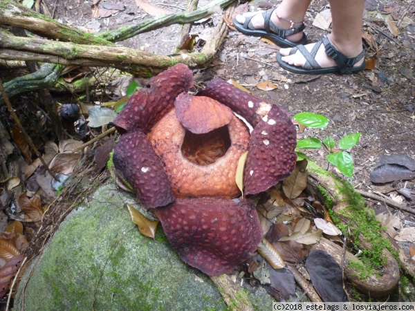 Flor raflesia
Flor raflesia abierta en el parque nacional de Gading
