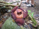 Flor raflesia
Flor, Gading, raflesia, abierta, parque, nacional