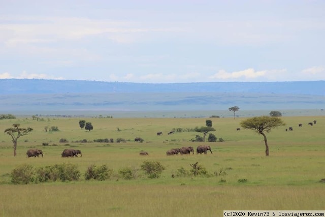 De ruta por Kenia - Blogs de Kenia - Masai Mara (1)