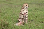 La caza del guepardo
caza, guepardo, resultado, este, majestuoso, animal