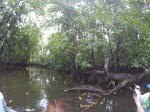 Manglar
Manglar, Chocó