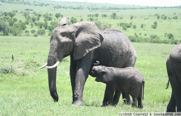 elephant
elephant and young one
