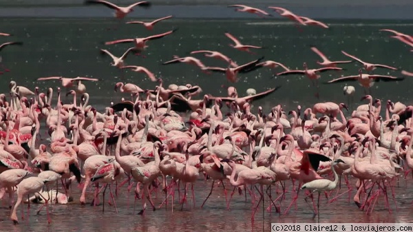 Lake Nakuru
Also known as Pink Lake because of the many flamingoes
