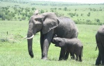 elephant
elephant, young