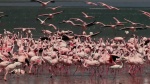 Lake Nakuru
Lake, Nakuru, Also, Pink, known, because, many, flamingoes