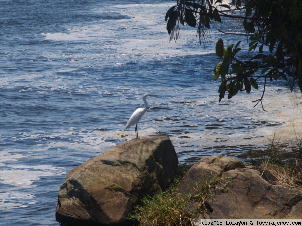 Camerún - Kribi - Cataratas de Lobe - Garza
Paisaje natural con una Garza tomada en las Cataratas de Lobe (Kribi - Camerún)
