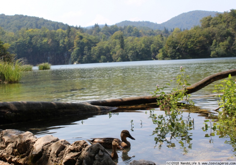 Croacia: 7 días recorriendo en coche la Costa Dálmata - Blogs de Croacia - Parque Nacional de los Lagos de Plitvice (3)