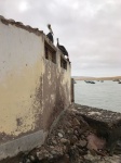 Pelícanos en reserva de Paracas