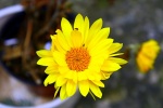 Flor con insecto
Quedada Virtual Primavera Galerias Losviajeros