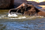 Chapuzón de un elefante.