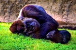 Gorilla resting