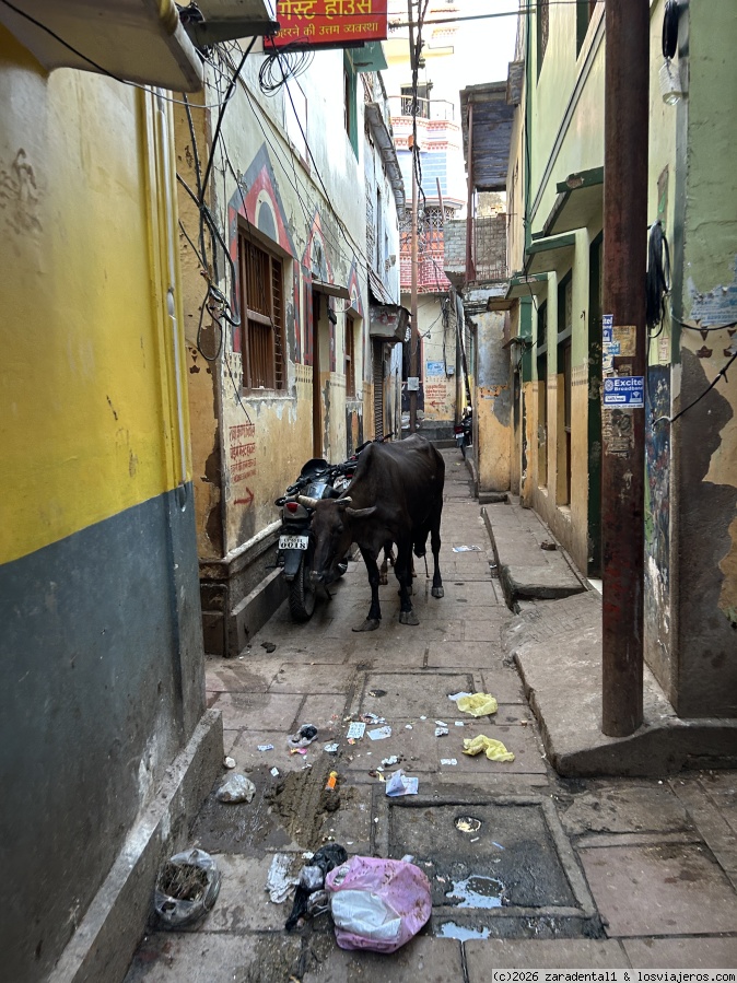 DÍA 14. VARANASI. - 22 Días en India y Nepal en hoteles de 5 estrellas en Agosto (2)