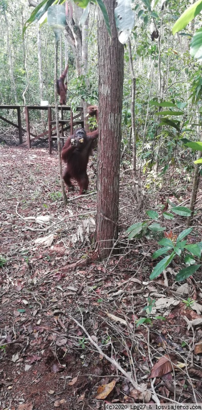 Indonesia: Conociendo un trocito del paraíso (Julio 2019) - Blogs de Indonesia - Borneo. PN Tanjung Puting (3)