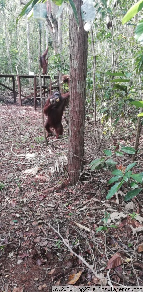 Orangutan
Orangutan con un montón de plátanos
