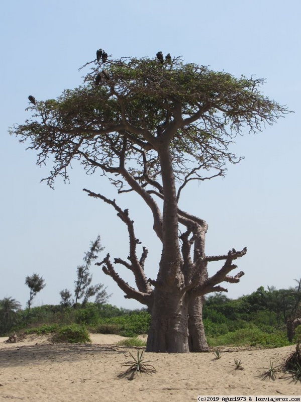 CÓMO SALÍ DE GUINEA BISSAU (KAFOUNTINE). 1º PARTE. - EL ÉBANO MÁS CELESTIAL (GUINEA-BISÁU) (4)