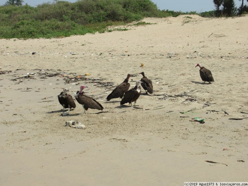 Bissau-Bijagos-Varela-Senegal