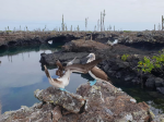 Pájaros Piqueros en islas Galápagos
Galápagos