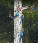 observaciones de aves