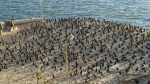 aves anidando