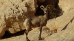 Fauna Valley of Fire
Fauna, Valley, Fire, Nevada, Vegas