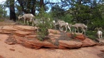 fauna local scenery view 9, Zion, Utah