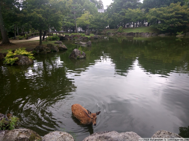 Foro de NARA en Japón y Corea: Parque de Nara