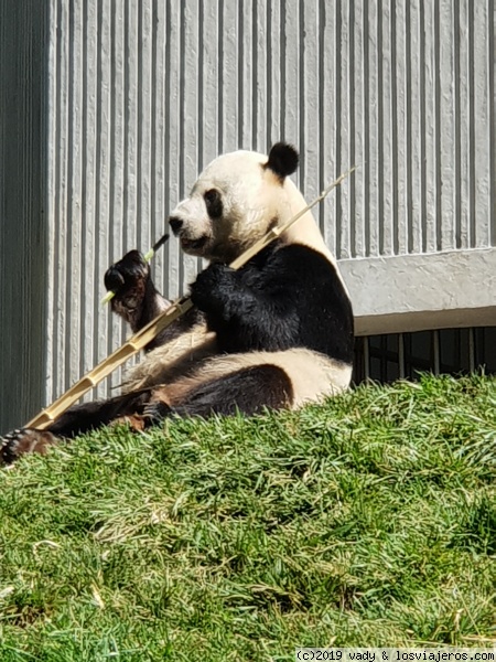 chengdu pandas
chengdu pandas
