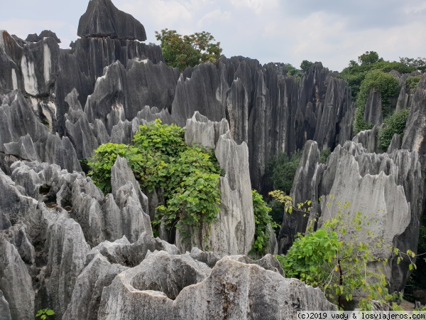 Stone Forest
bosque de piedra
