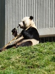 chengdu pandas
chengdu, pandas