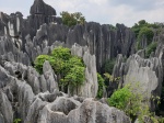 Stone Forest