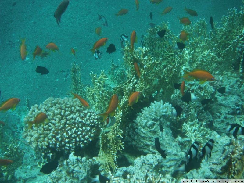 Foro de Aqaba Buceo en Oriente Próximo y Asia Central: Snorkel en South Coast, Aqaba, Jordania, Mar Rojo (7)