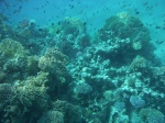 Snorkel en South Coast, Aqaba, Jordania, Mar Rojo (2)