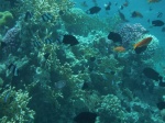 Snorkel en South Coast, Aqaba, Jordania, Mar Rojo (4)