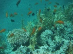 Snorkel en South Coast, Aqaba, Jordania, Mar Rojo (7)
Snorkel South Coast, Aqaba, Jordania, Mar Rojo