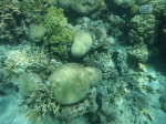 Snorkel en South Coast, Aqaba, Jordania, Mar Rojo (10)