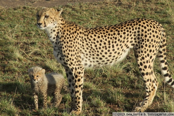 Guepardo y cría en Maasai Mara
Momentazo al poder ver tan cerca una cría del felino más rápido de la sabana
