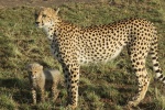 Guepardo y cría en Maasai Mara