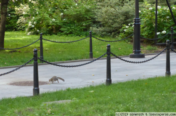 Ardillas en el Ayuntamiento de NYC
Ardillas por el parque que rodea el Ayuntamiento de New York
